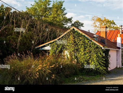 Old House In A Small Town Covered With Dense Foliage Of Climbing Ivy