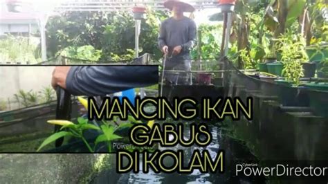 Mancing Ikan Gabus Di Kolam Wahyudi Yudi YouTube