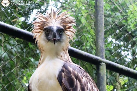 Philippine Eagle Size