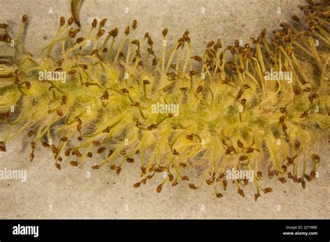 Pussy Willow With Infructescence Under The Magnifying Glass Stock Photo Alamy