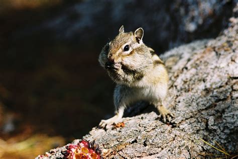 Close-Up Shot of a Chipmunk Eating · Free Stock Photo