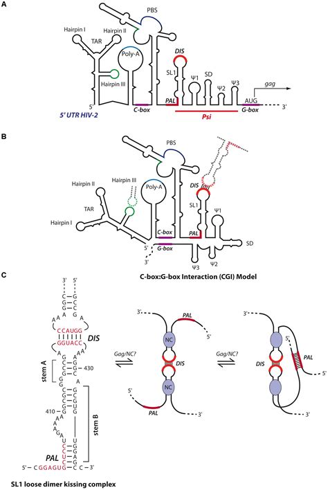 Frontiers Retroviral Rna Dimerization From Structure To Functions