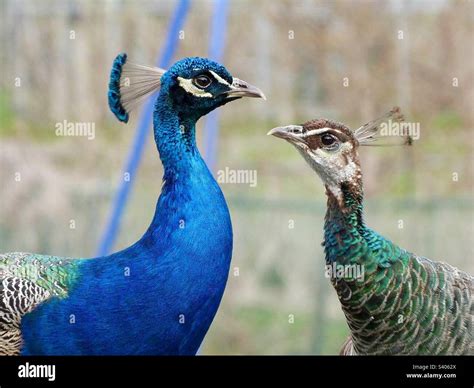 Male And Female Peacocks