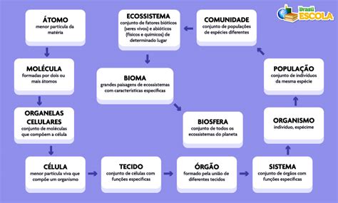 Mapa Conceitual Dos Niveis Ecologicos - Níveis de organização dos seres vivos: quais são - Brasil Escola