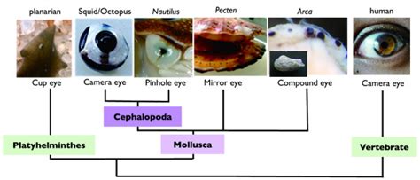 Phylogenetic View Of Molluscan Eye Diversification Camera Eyes Were