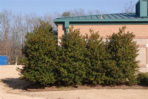 Ilex Cornuta Burfordii Burford Holly North Carolina Extension