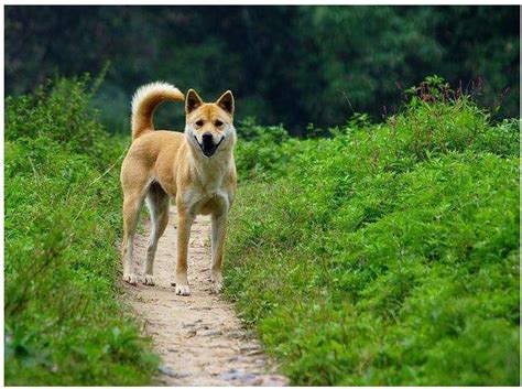 Why Do Police Dogs Never Use Chinese Rural Dog? Is It Stupid? Expert: No, They Are Too Smart ...