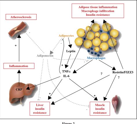 Pdf Recent Advances In The Relationship Between Obesity Inflammation