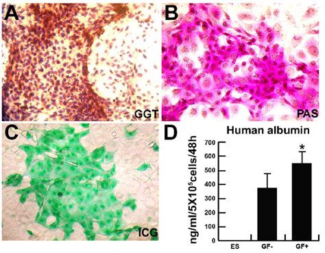 Hepatic Functional Characteristics Of Hepatocyte Like Cells