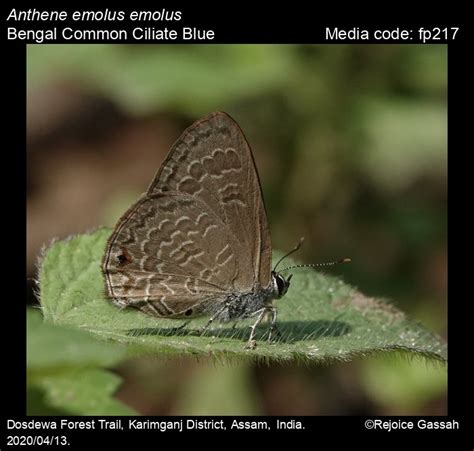 Anthene Emolus Godart 1824 Common Ciliate Blue Butterfly