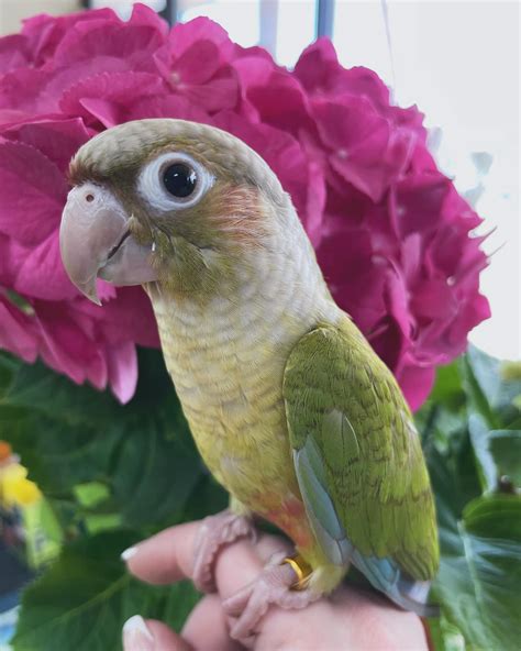 Cinnamon Green Cheeked Conure - HR Parrot Pet Shop