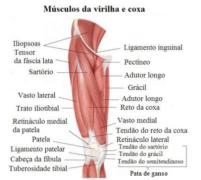 Diagrama Do Musculo Da Virilha Como Funcionam Os Músculos Parte 1