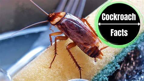 Pregnant Roach Identification And Control - A Visual Guide - The