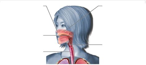 Syst Me Respiratoire Diagram Quizlet