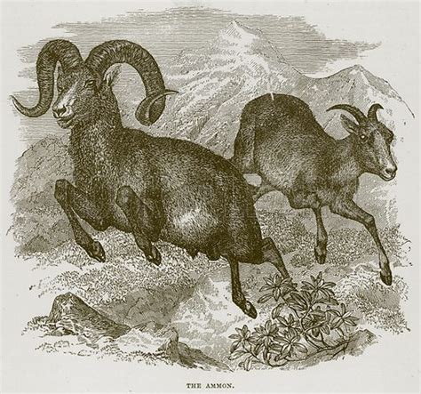 ammon stock image   learn