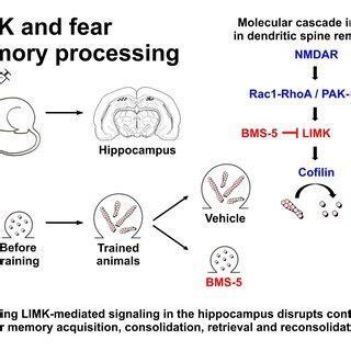 Role Of LIMK In The Hippocampus During Contextual Fear Conditioning