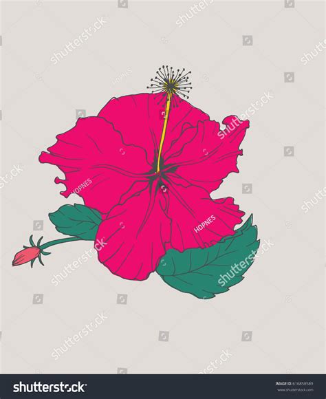 Hand Drawn Hibiscus Flower Stock Vector Royalty Free 616858589