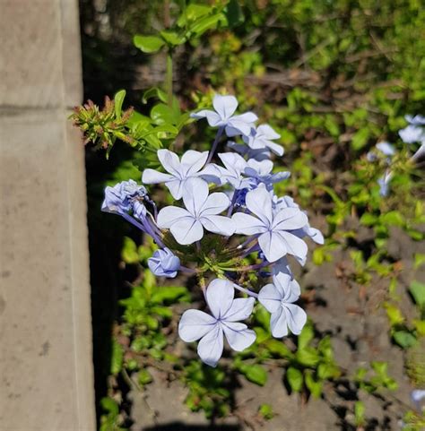 Premium Photo Close Up Of White Flowering Plant