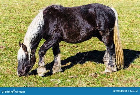 Pastoreio De Cavalos No Campo Foto De Stock Imagem De Marrom Cena