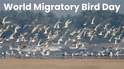 World Migratory Bird Day