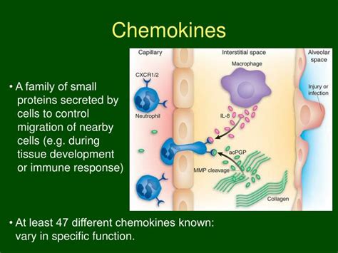 PPT - Chemokines PowerPoint Presentation - ID:543777