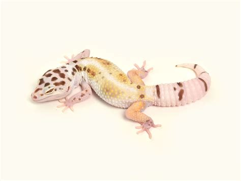 How To Breed Leopard Gecko Morphs Feliks Zeki