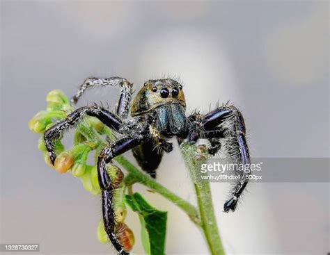 810 Jumping Spider Web Stock Photos, High-Res Pictures, and Images - Getty Images