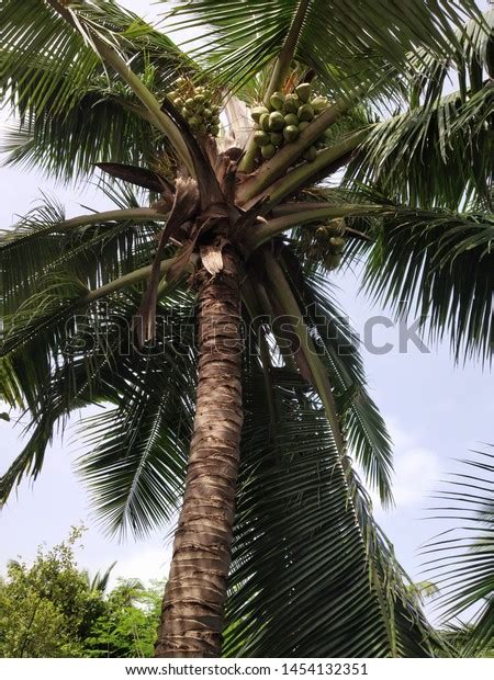 Tallest Beautiful Green Coconut Tree Stock Photo 1454132351 Shutterstock