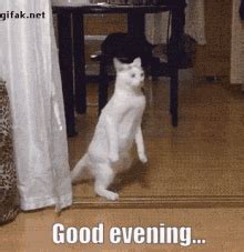 Good Evening Funny GIFs | Tenor