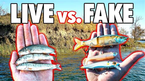 Live Bait Vs Artificial Lure Fishing Challenge State Record Quest