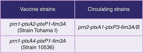 Bordetella Pertussis Pertussis And Other Bordetella Species