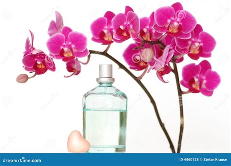 Orchid Perfume Stock Photo Image Of Wellness Soap Bathroom 4460128