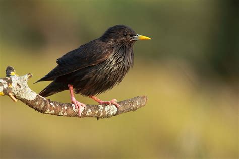 Spotless Starling Birding Aragón