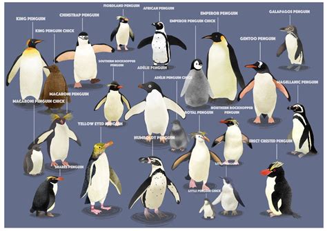 Penguins Penguin Species Penguins Species