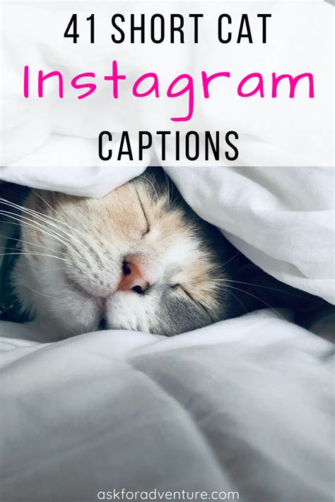 Funny Cat Quotes For Instagram ShortQuotes Cc