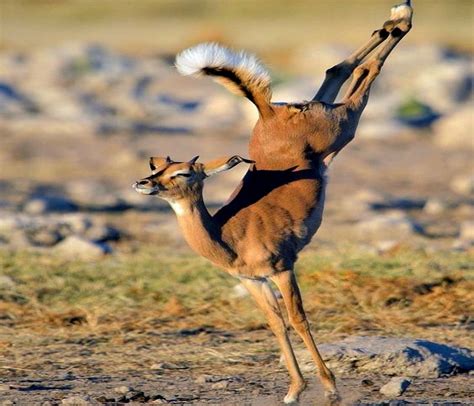 Deer Dance By R3Nz0 Sound Effect Meme Button For Soundboard Tuna