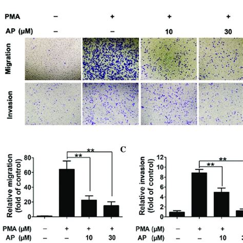 Andrographolide Ap Inhibits Mda Mb 231 Breast Cancer Cell Invasion