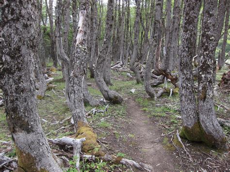 The Most Beautiful Hiking Routes In Coyhaique Outdooractive