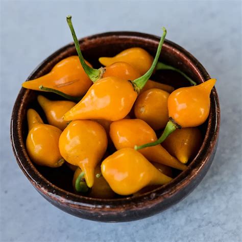 Biquinho Yellow Pepper Seeds | Baker Creek Heirloom Seeds