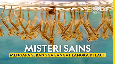 Dunia Hewan Misteri Sains Mengapa Serangga Sangat Langka Di Laut