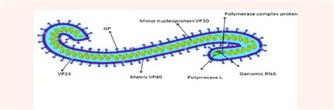 Ebola Virus Structure Where Vp Virion Protein Gp Glycoprotein