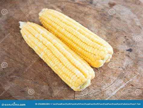 Two Stripped Tender Corn Cobs Stock Image Image Of Partially Fresh