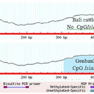CpG island prediction in promoter myostatin gene in Bali cattle ...