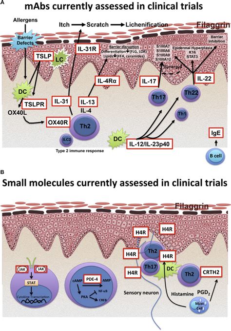 The Immunology Of Atopic Dermatitis And Its Reversibility With Broad