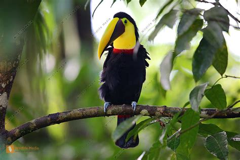 Swainson Tukan Bild Bestellen Naturbilder Bei Wildlife Media