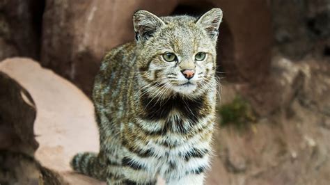 El Fantasma De Los Andes Un Gato Andino Apareci En Un Regi N