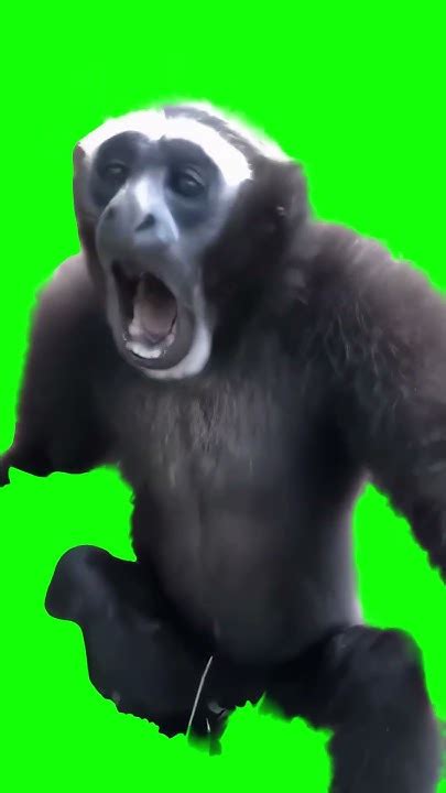 Gibbon Monkey Screaming Meme Greenscreen Youtube