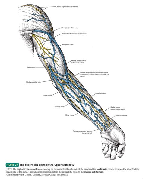 Superficial Veins Of The Upper Extremity