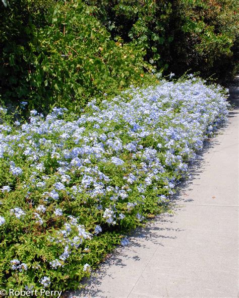 Cape plumbago - Waterwise Garden Planner