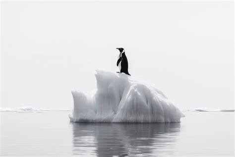 Penguin iceberg outdoors nature animal. | Free Photo - rawpixel